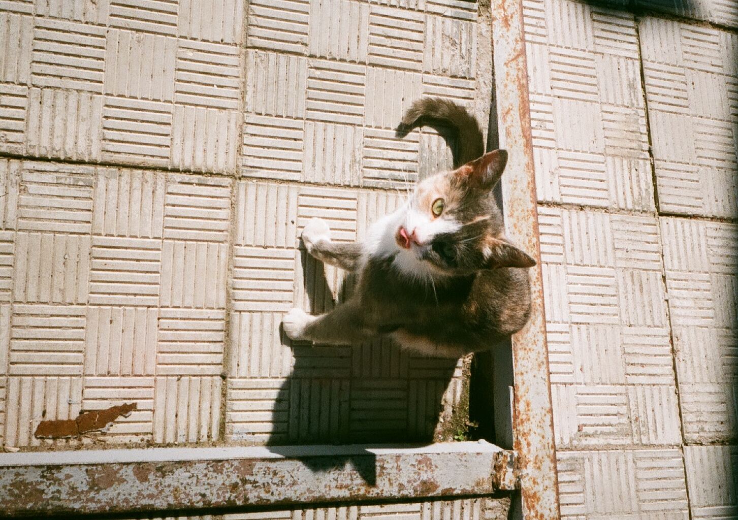样片