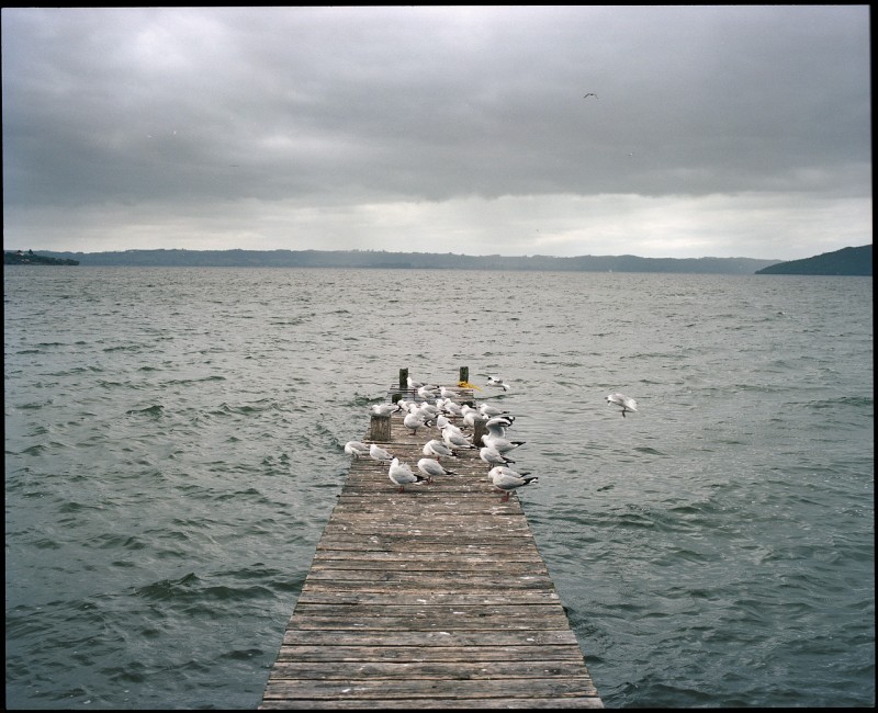 新西兰 北岛孤独-菲林中文-独立胶片摄影门户！