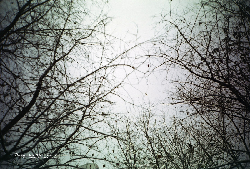 那年冬天的第一场雪-菲林中文-独立胶片摄影门户！