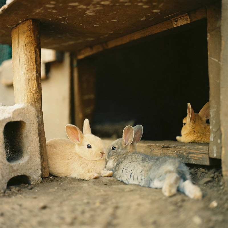 美奈子和可爱的小动物-菲林中文-独立胶片摄影门户！