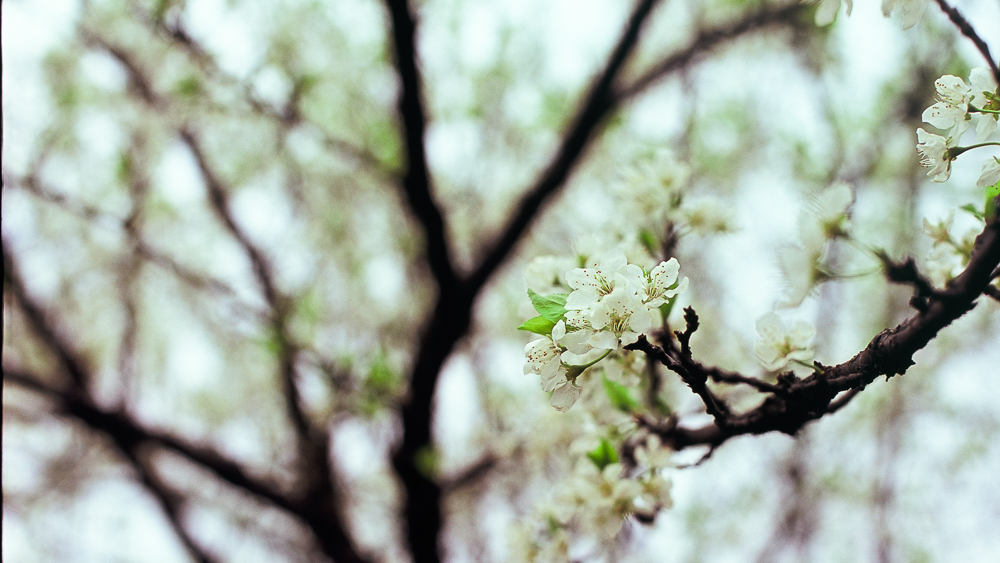 把春天留在嘴里 @李家理子-菲林中文-独立胶片摄影门户！