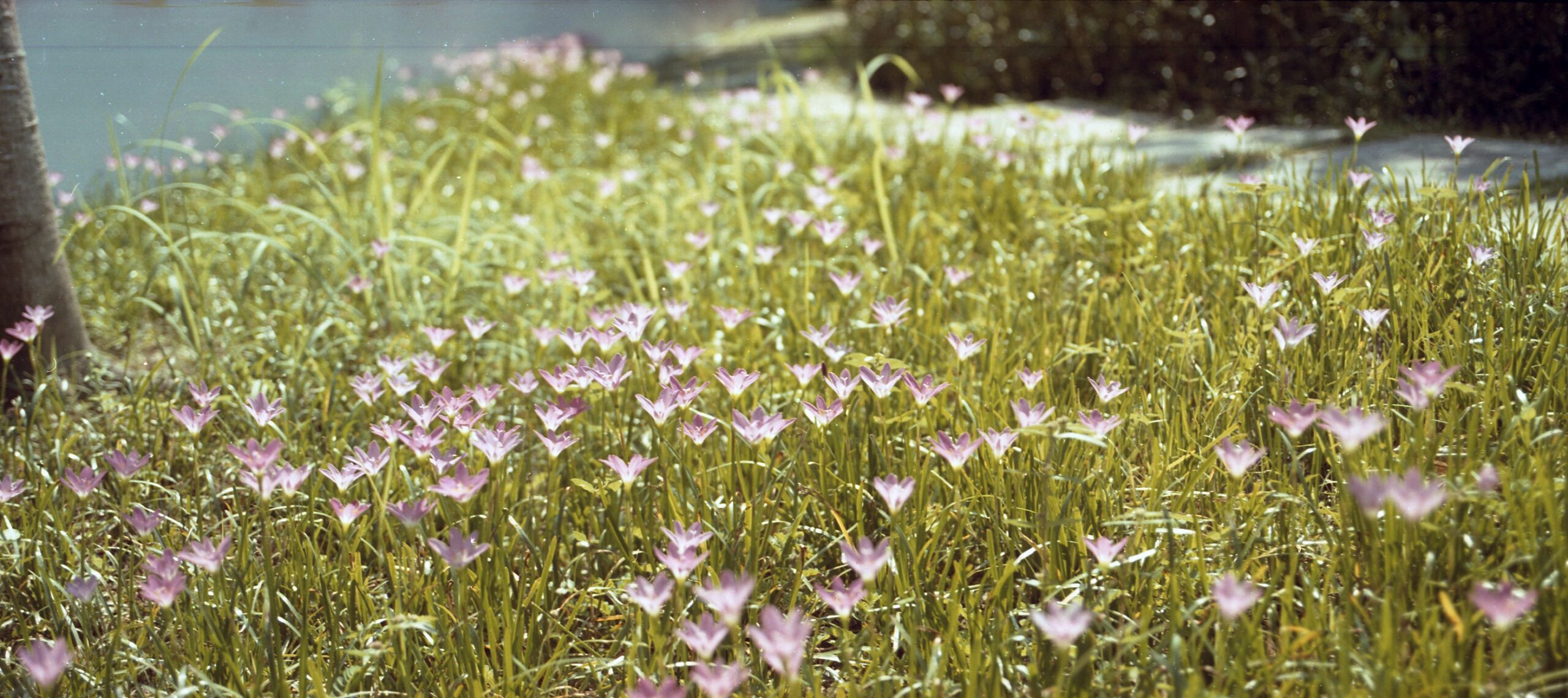 国产乐凯胶卷正式复产-菲林中文-独立胶片摄影门户！