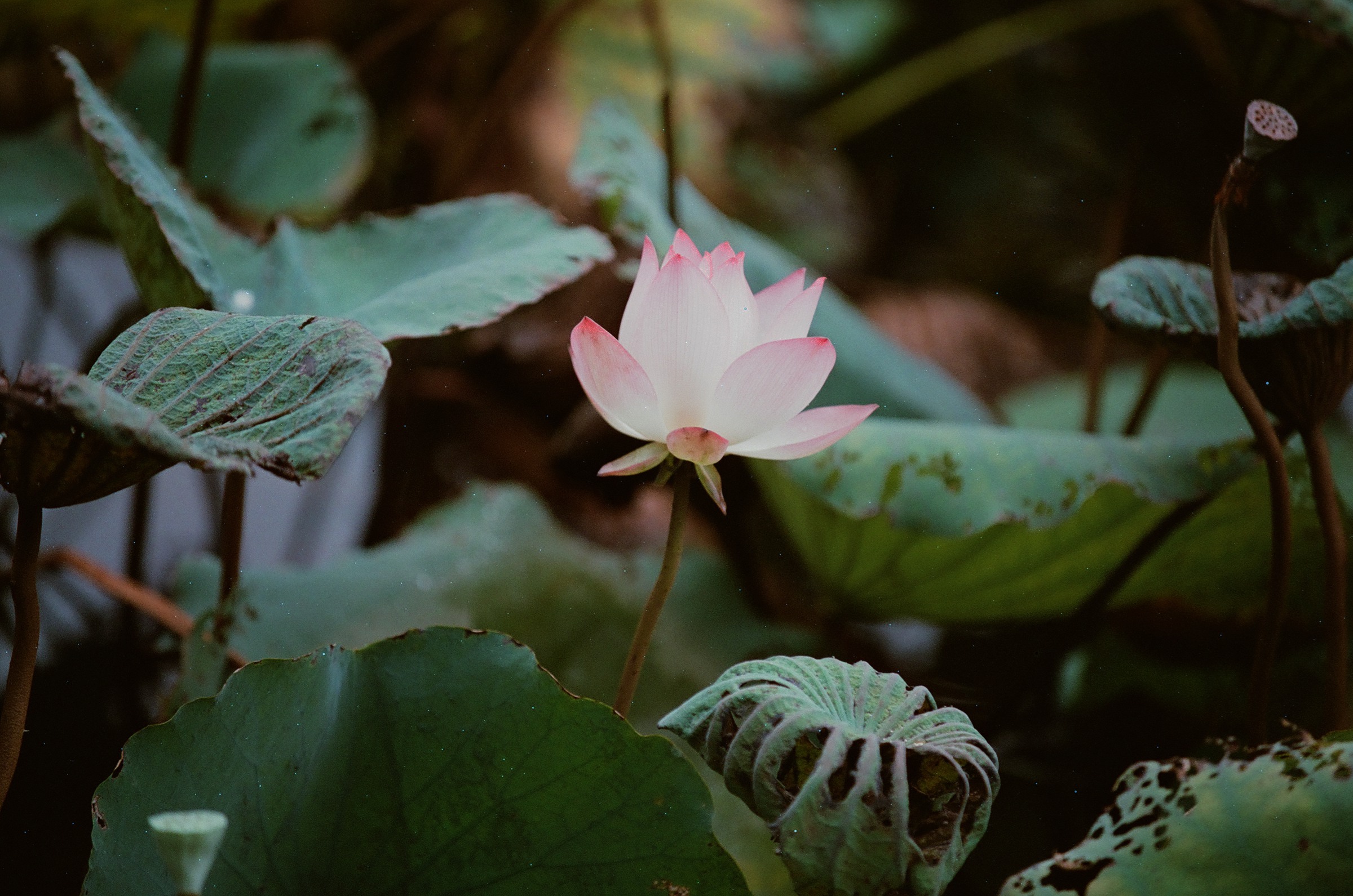乐凯彩色胶卷回归第二批（Nikon F5+AFS80-200mm/2.8）-菲林中文-独立胶片摄影门户！