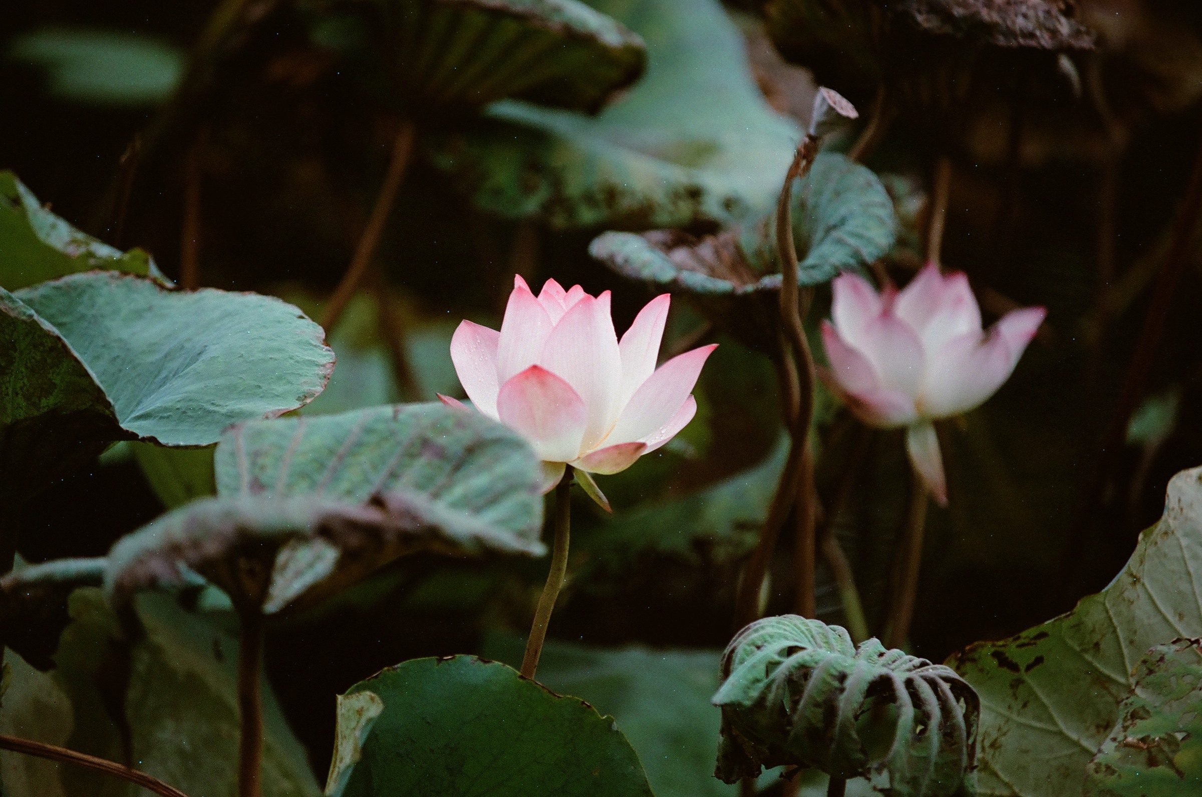 乐凯彩色胶卷回归第二批（Nikon F5+AFS80-200mm/2.8）-菲林中文-独立胶片摄影门户！