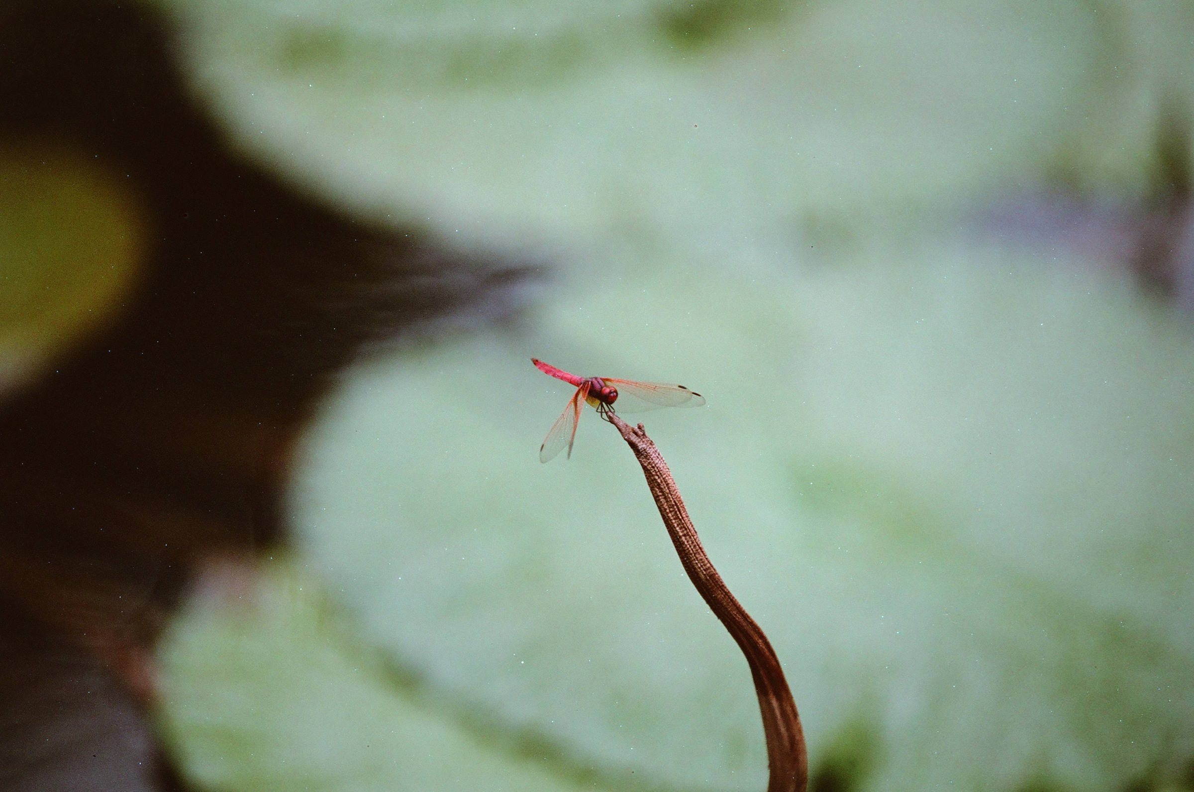 乐凯彩色胶卷回归第二批（Nikon F5+AFS80-200mm/2.8）-菲林中文-独立胶片摄影门户！