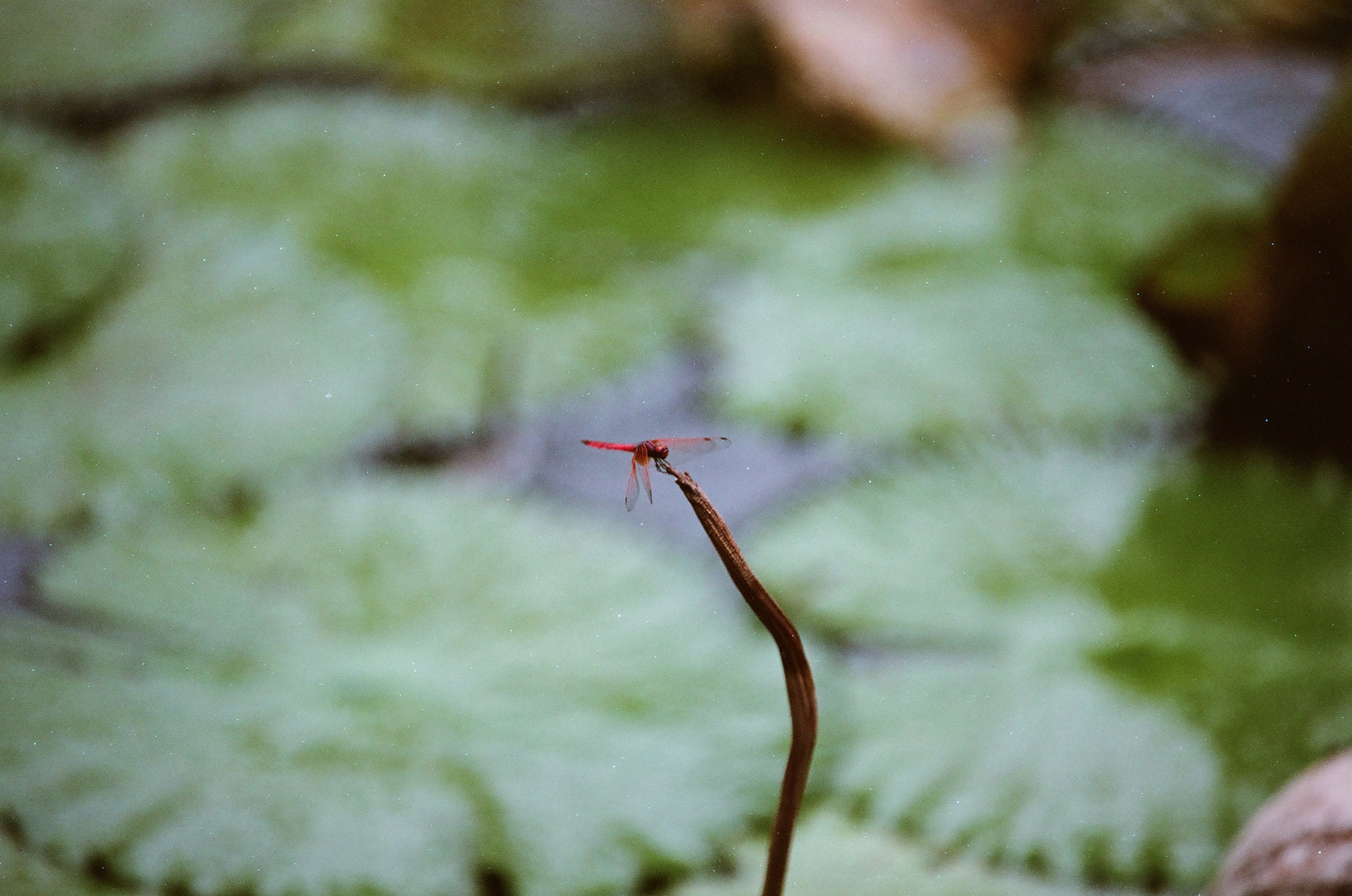 乐凯彩色胶卷回归第二批（Nikon F5+AFS80-200mm/2.8）-菲林中文-独立胶片摄影门户！