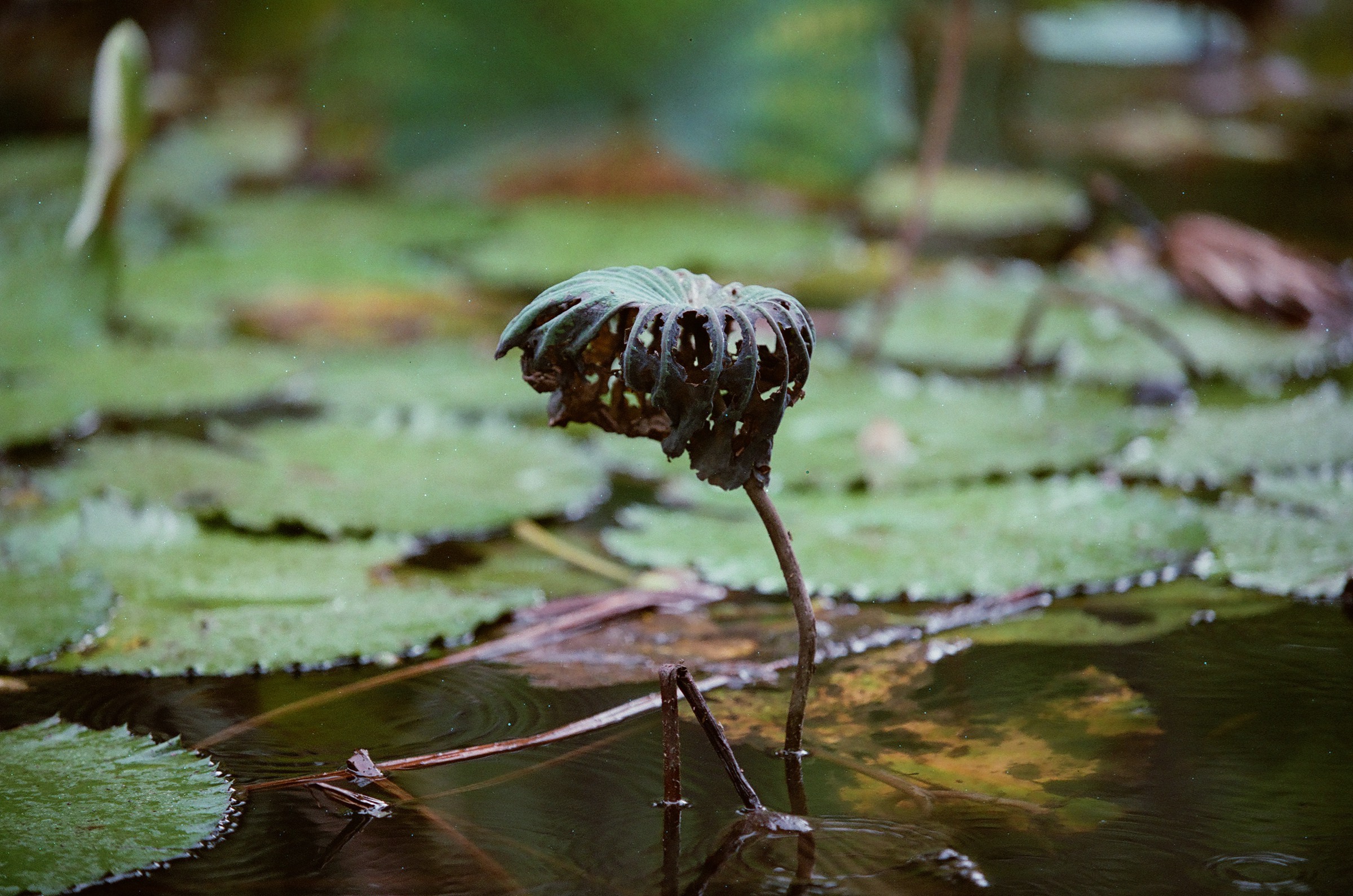 乐凯彩色胶卷回归第二批（Nikon F5+AFS80-200mm/2.8）-菲林中文-独立胶片摄影门户！
