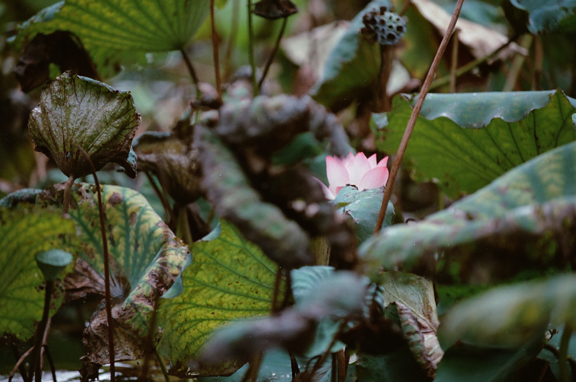 乐凯彩色胶卷回归第二批（Nikon F5+AFS80-200mm/2.8）-菲林中文-独立胶片摄影门户！