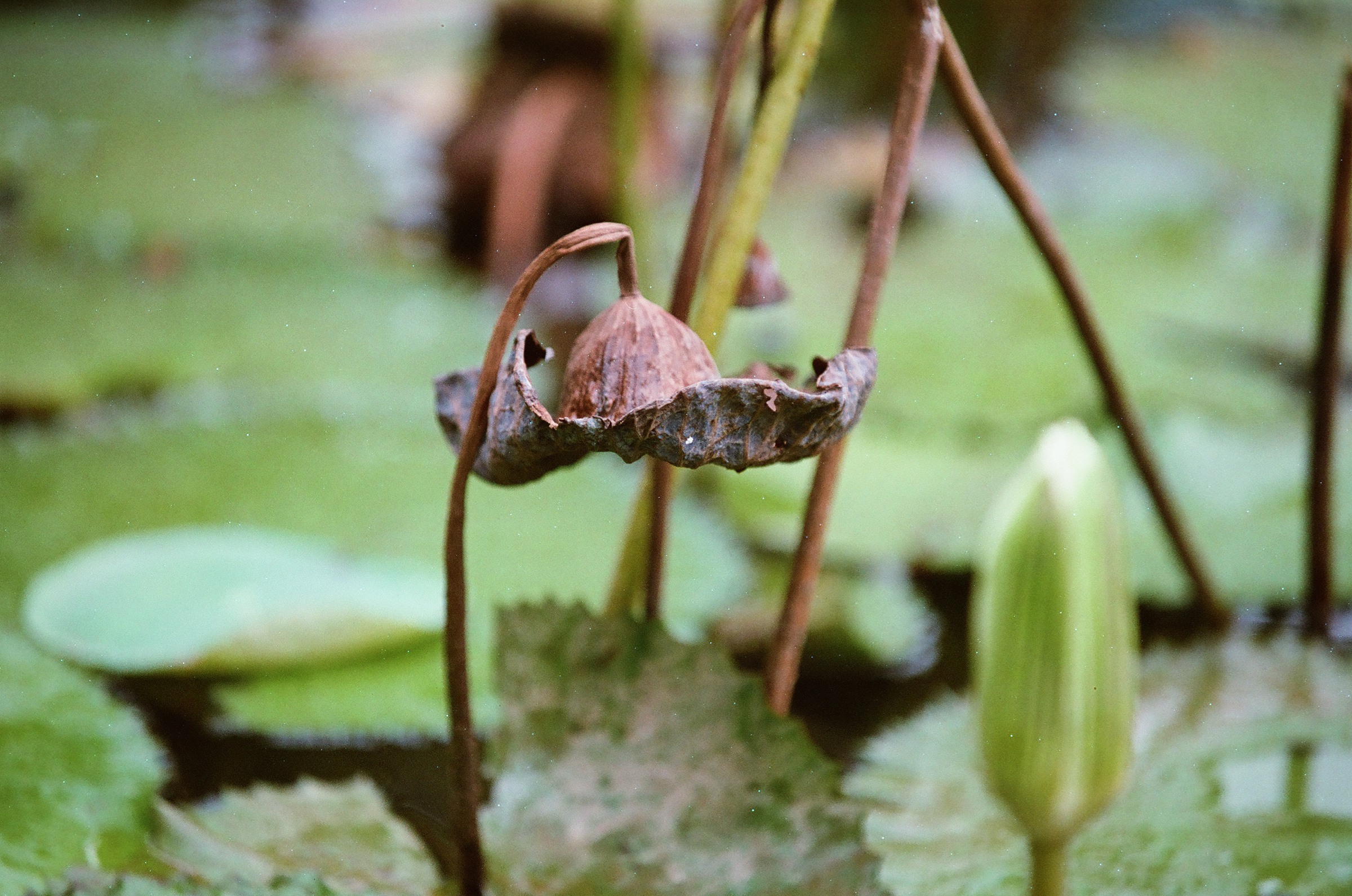 乐凯彩色胶卷回归第二批（Nikon F5+AFS80-200mm/2.8）-菲林中文-独立胶片摄影门户！