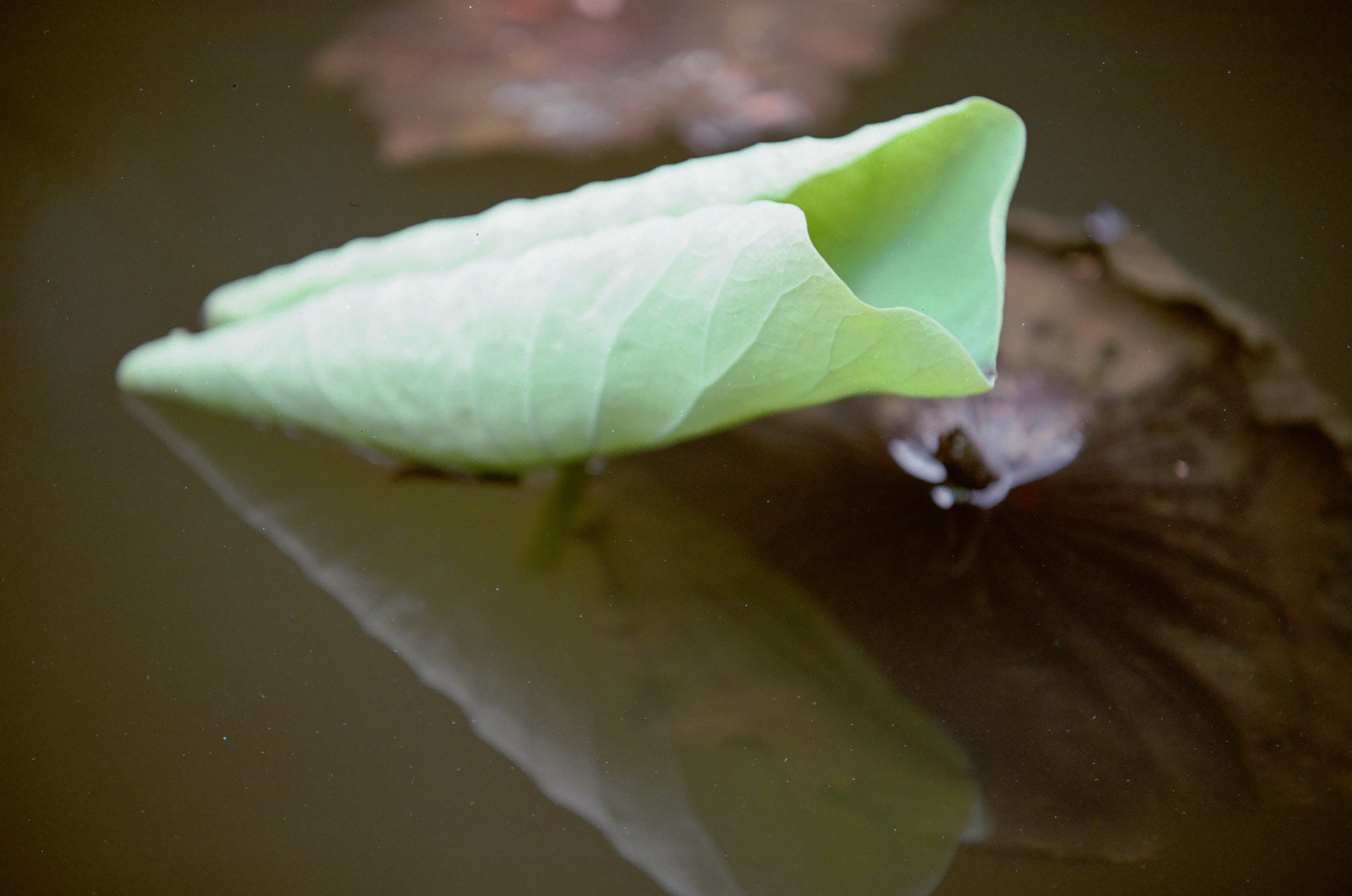 乐凯彩色胶卷回归第二批（Nikon F5+AFS80-200mm/2.8）-菲林中文-独立胶片摄影门户！