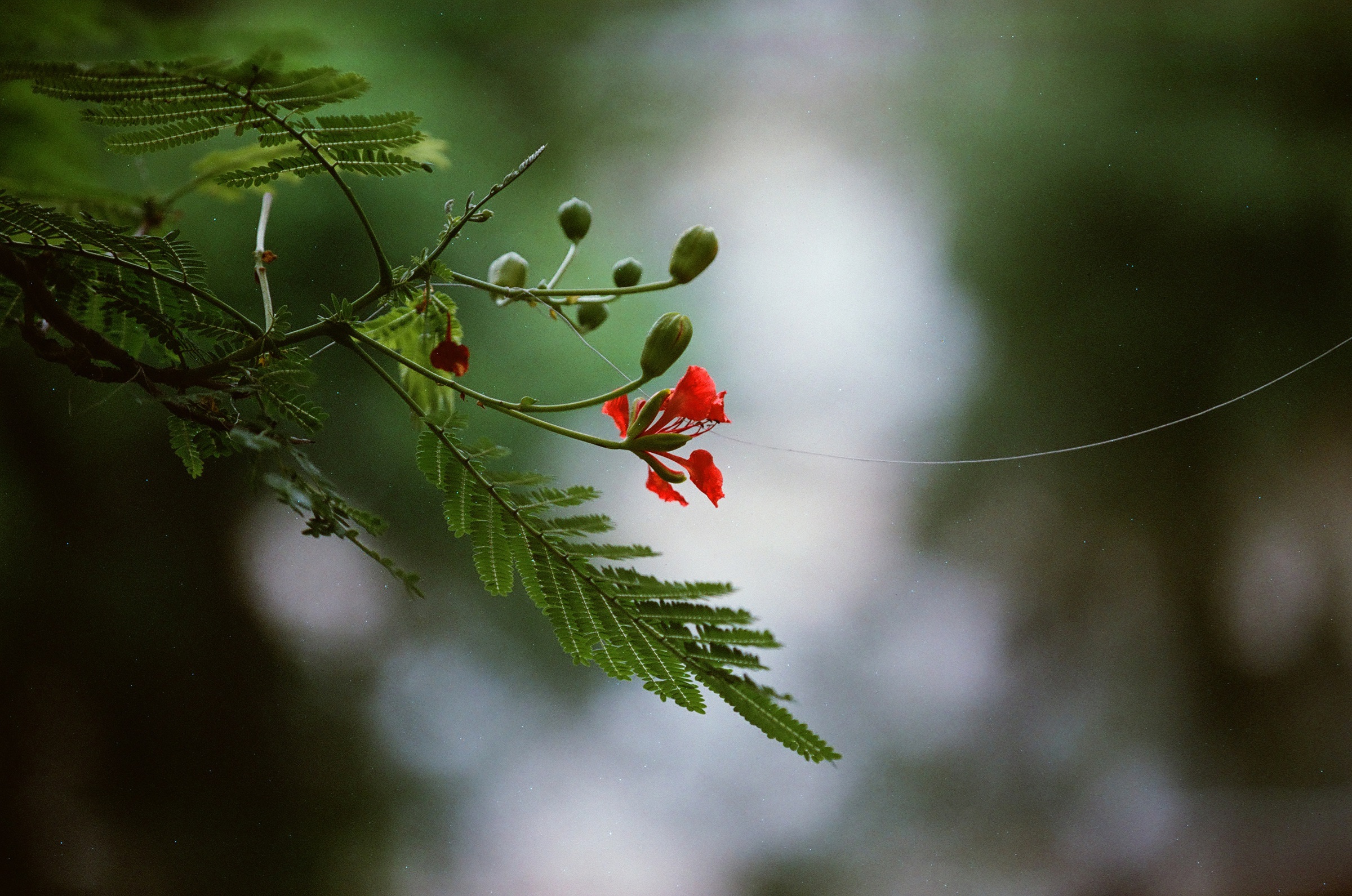乐凯彩色胶卷回归第二批（Nikon F5+AFS80-200mm/2.8）-菲林中文-独立胶片摄影门户！