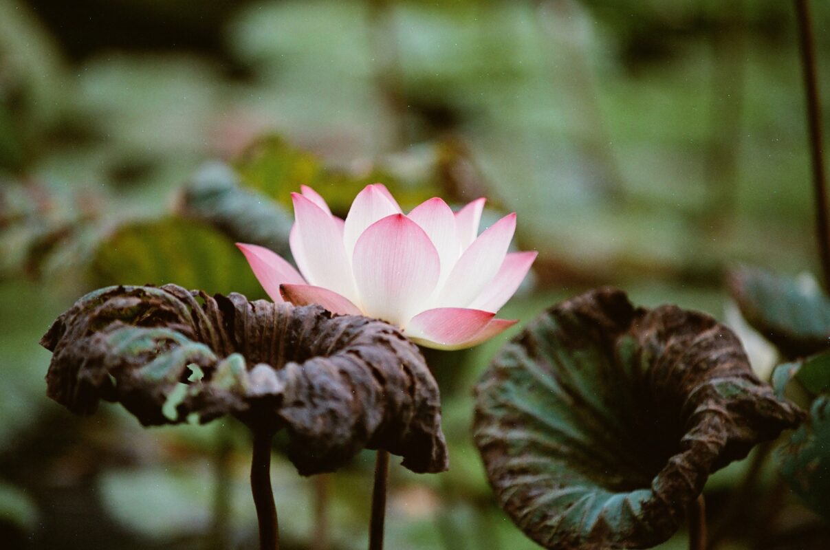 乐凯彩色胶卷回归第二批（Nikon F5+AFS80-200mm/2.8）
