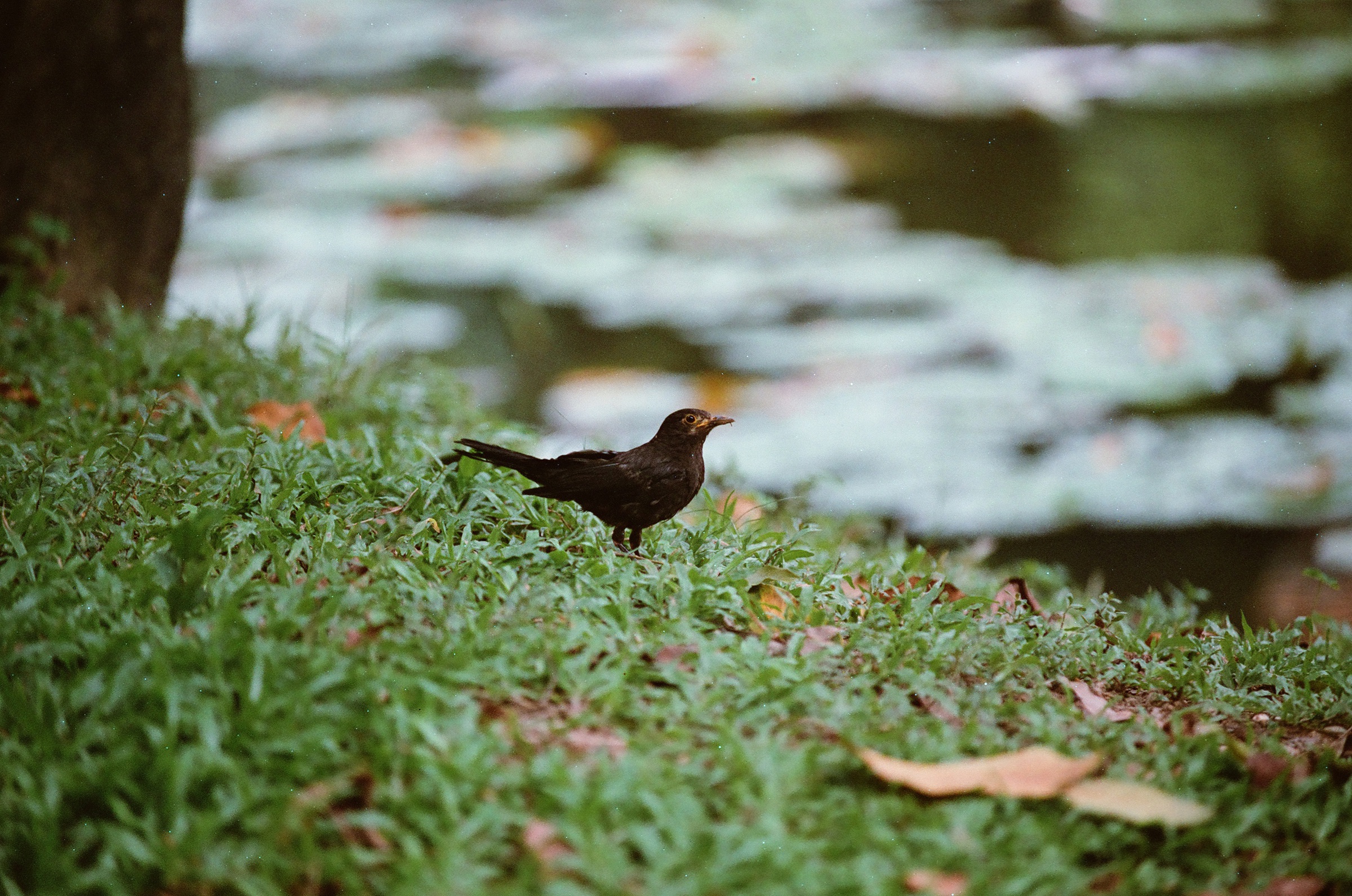 乐凯彩色胶卷回归第二批（Nikon F5+AFS80-200mm/2.8）-菲林中文-独立胶片摄影门户！