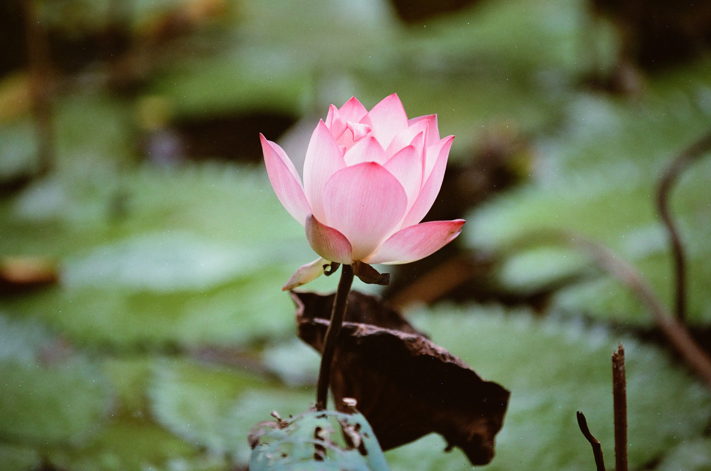 乐凯彩色胶卷回归第二批（Nikon F5+AFS80-200mm/2.8）-菲林中文-独立胶片摄影门户！