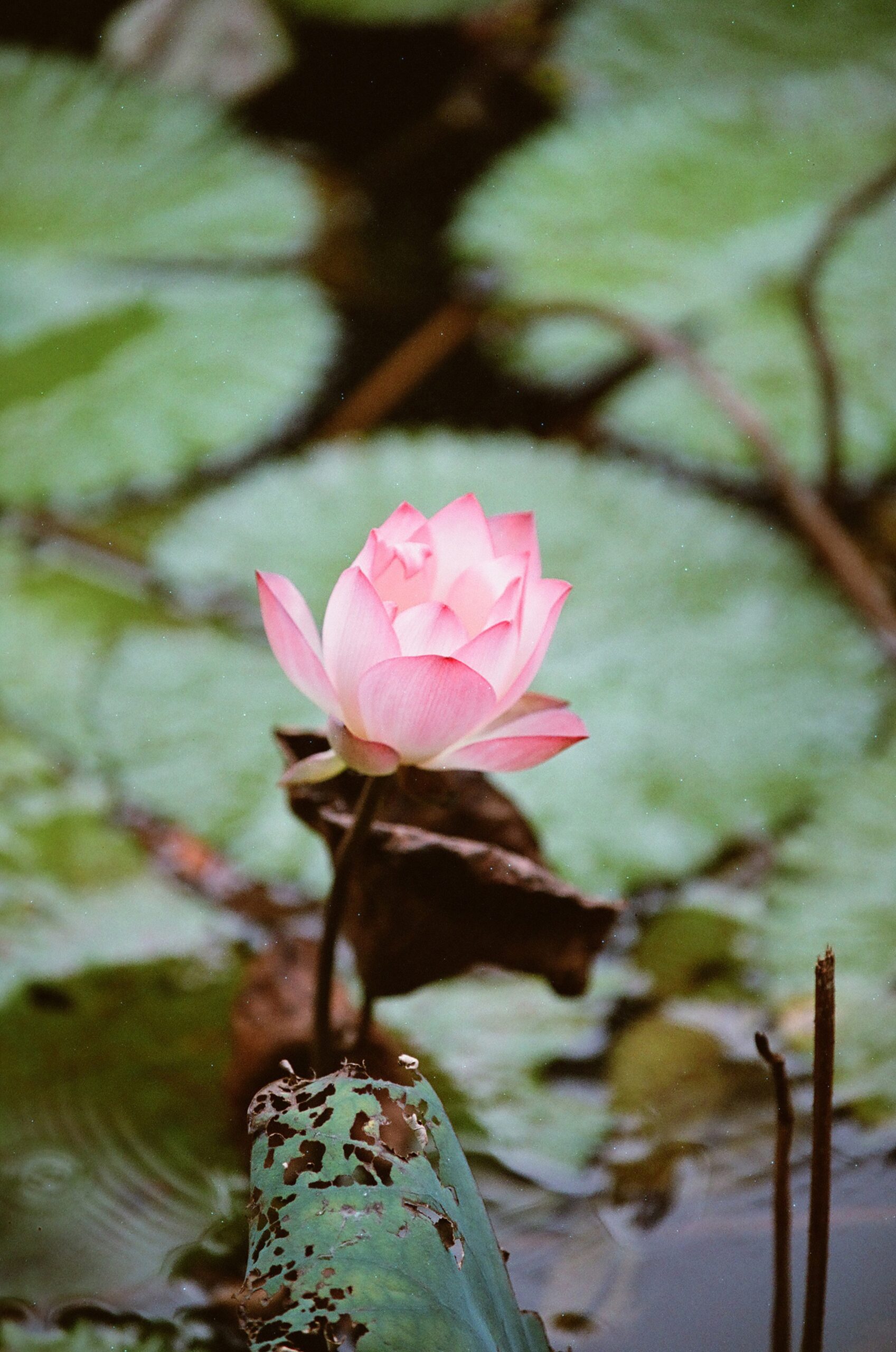 乐凯彩色胶卷回归第二批（Nikon F5+AFS80-200mm/2.8）-菲林中文-独立胶片摄影门户！