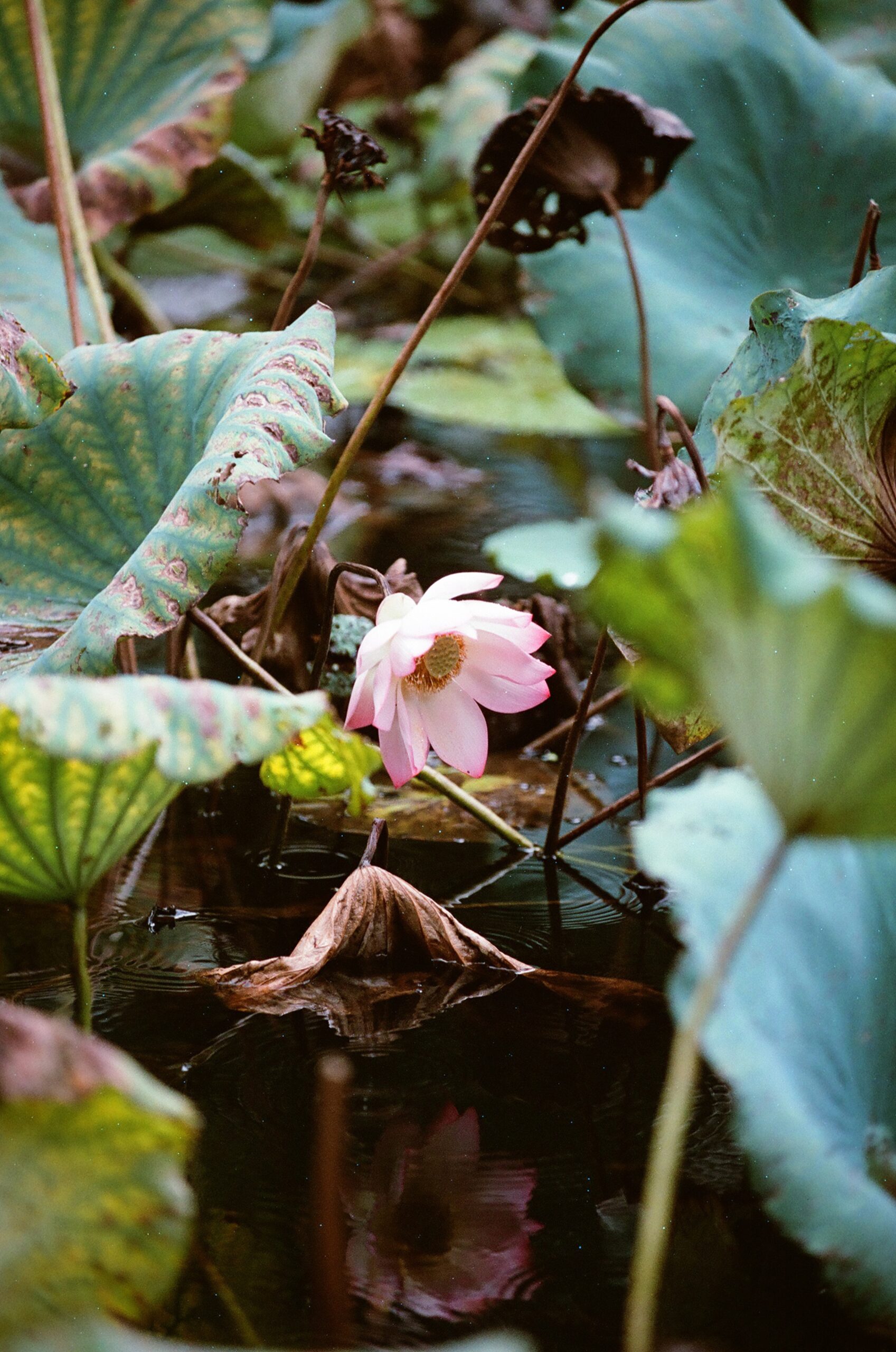乐凯彩色胶卷回归第二批（Nikon F5+AFS80-200mm/2.8）-菲林中文-独立胶片摄影门户！