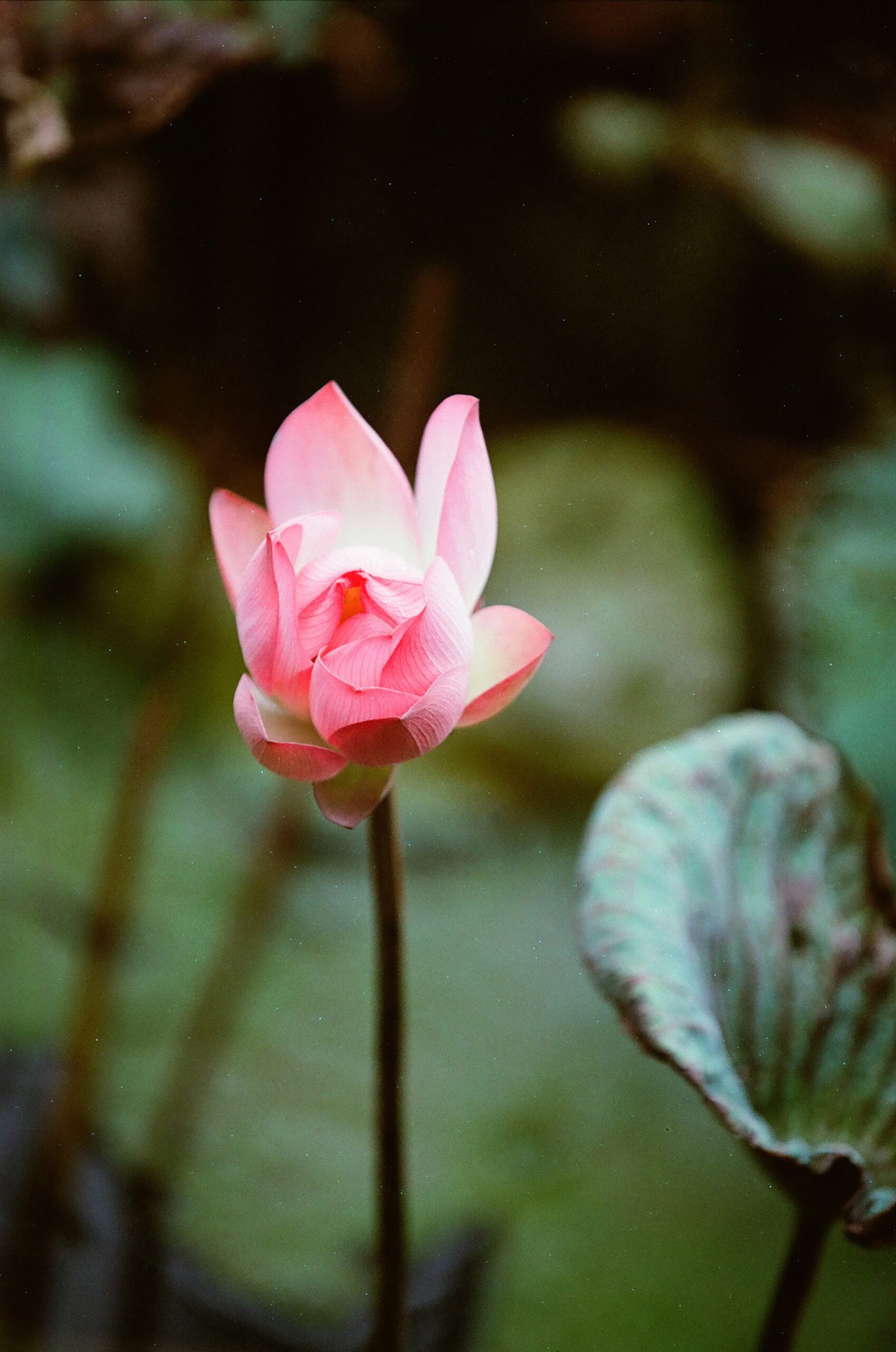 乐凯彩色胶卷回归第二批（Nikon F5+AFS80-200mm/2.8）-菲林中文-独立胶片摄影门户！