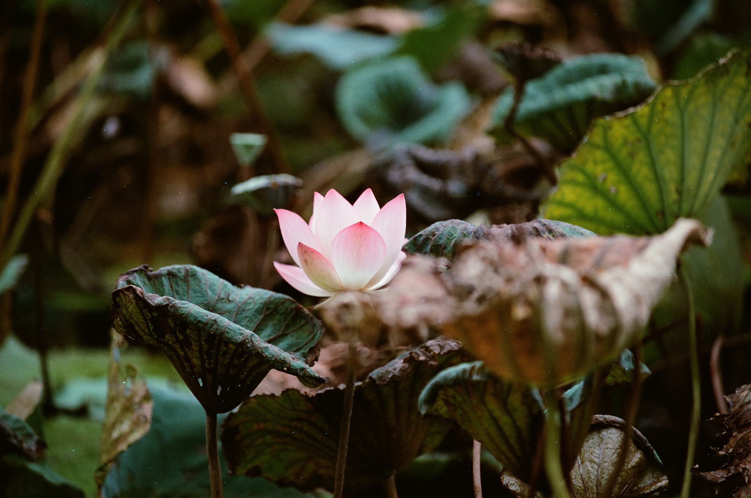乐凯彩色胶卷回归第二批（Nikon F5+AFS80-200mm/2.8）-菲林中文-独立胶片摄影门户！