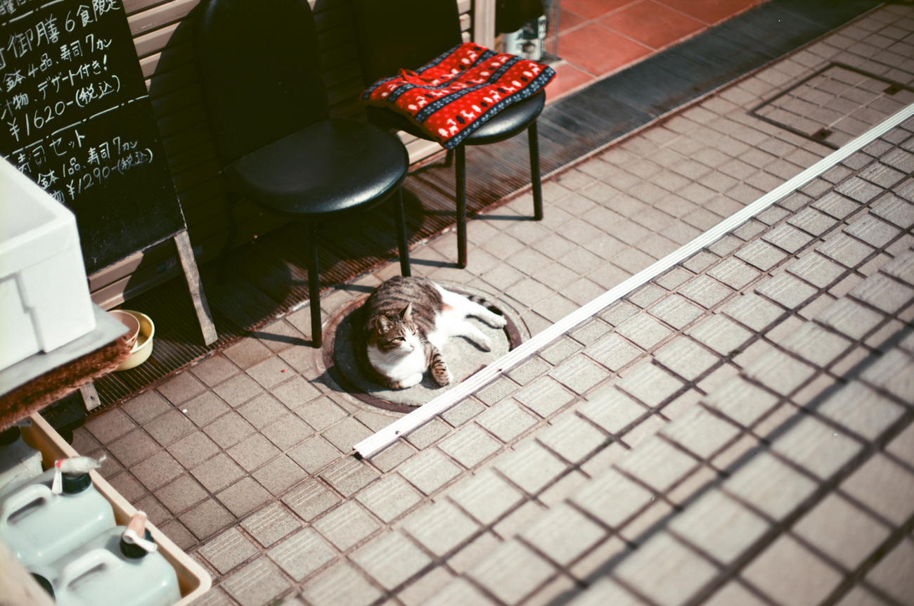 用胶片拍摄的外面猫