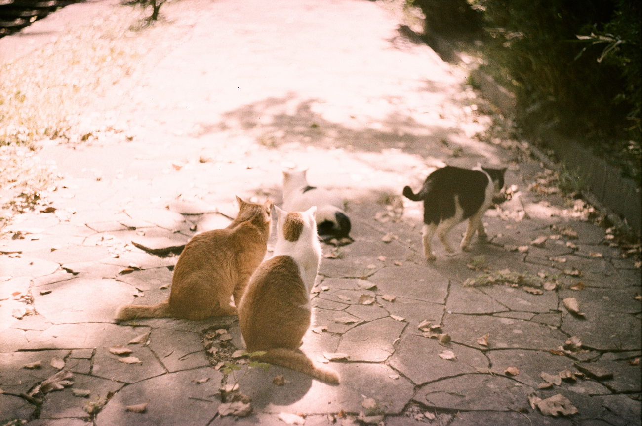 用胶片拍摄的外面猫