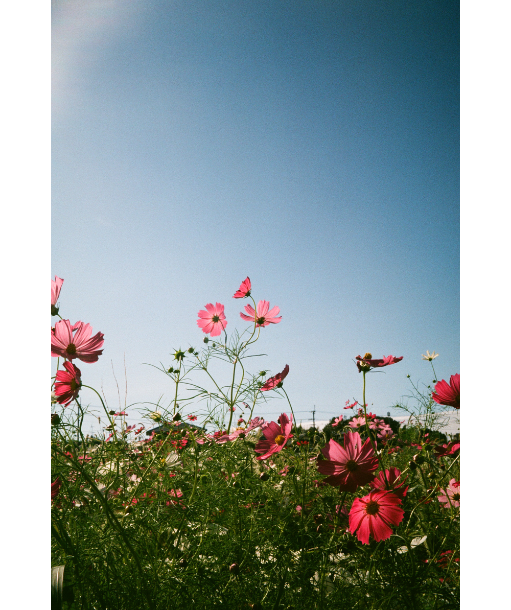 LOMO LC-A 和肥皂泡