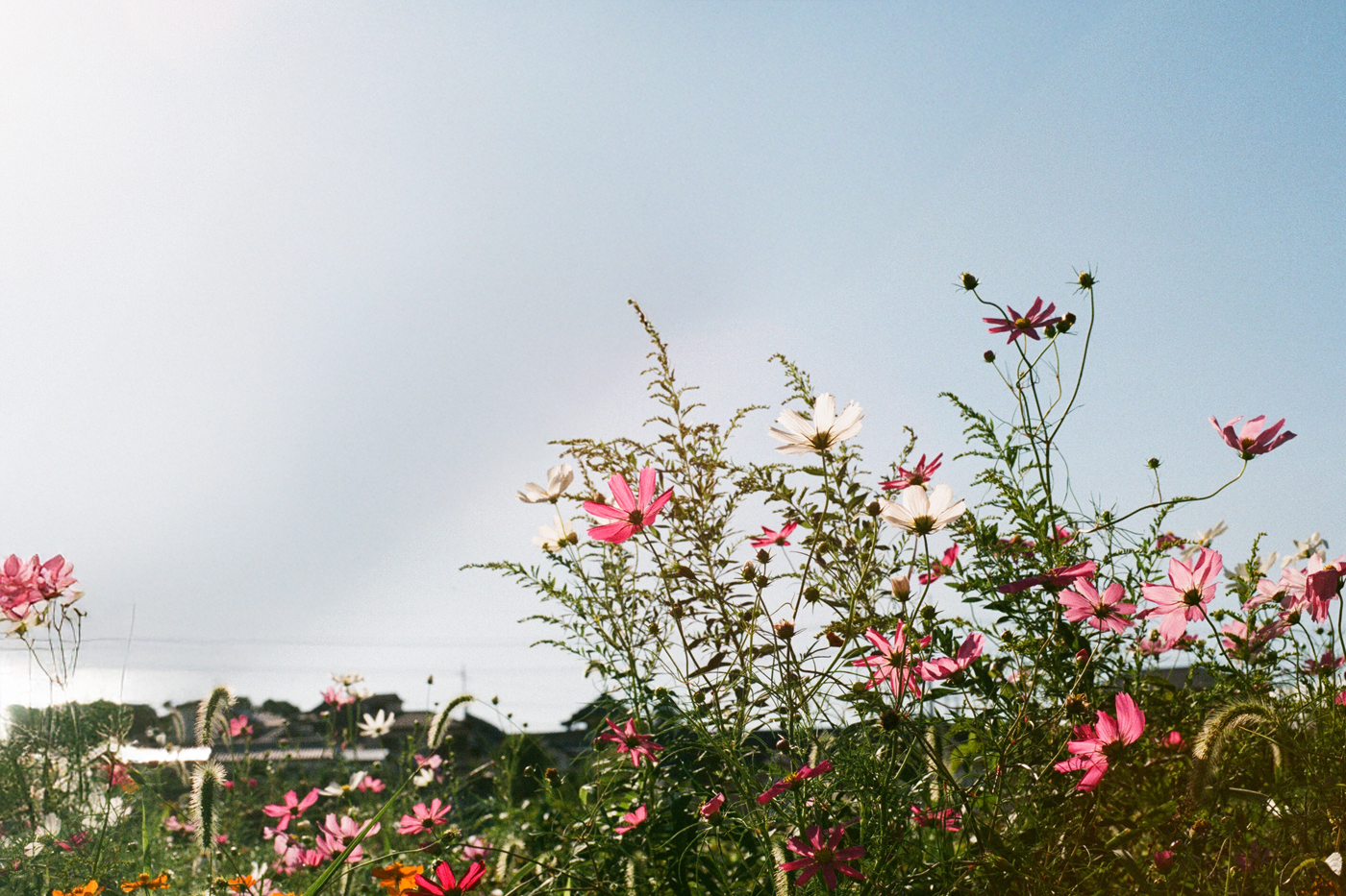 使用OLYMPUS Trip35拍摄的日常生活