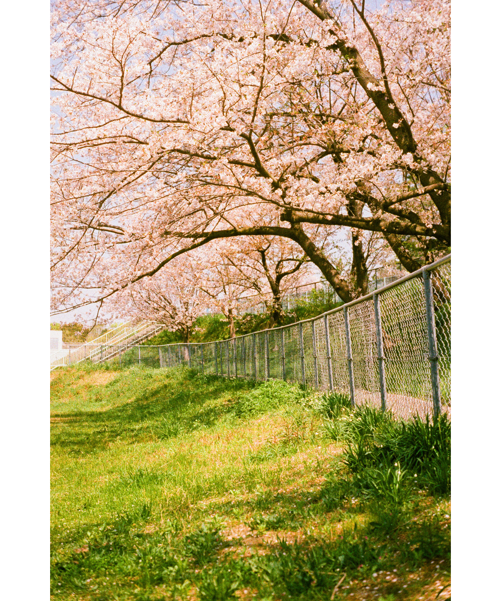 用胶片拍摄的樱花