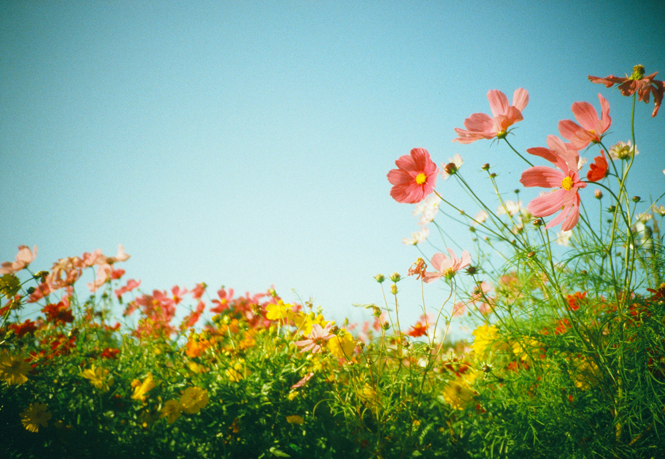 独特的情绪描绘很吸引人！ 推荐给初学者的胶片相机LOMO LC-A（+）