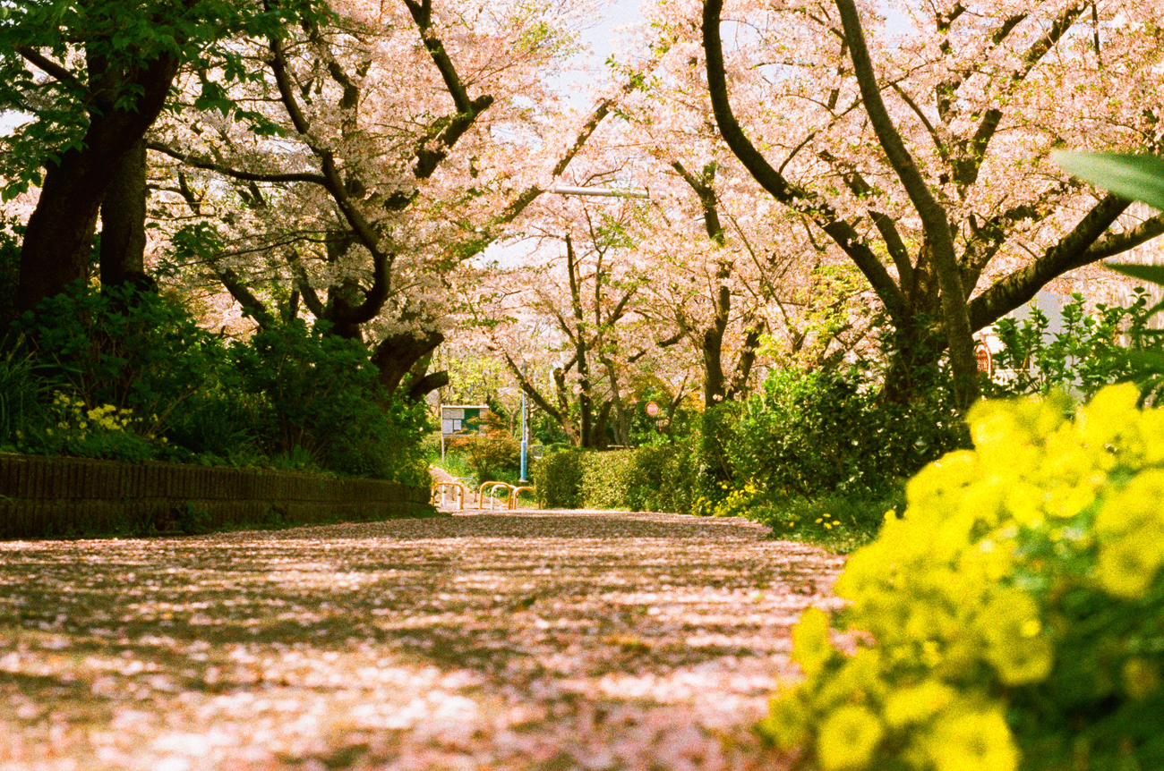 推荐的胶片相机