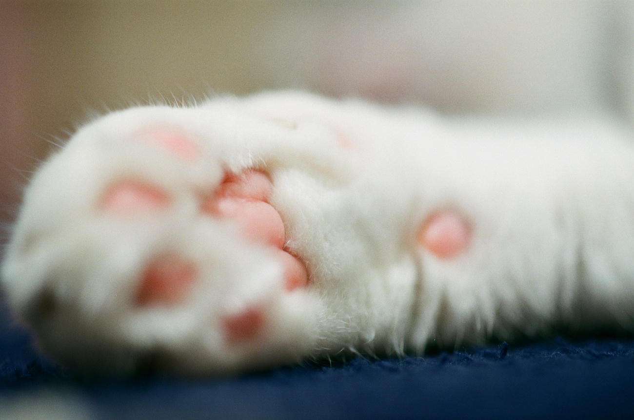 用胶片相机拍摄的 Niku Q